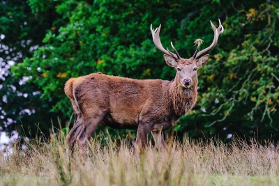 Lone Red Deer